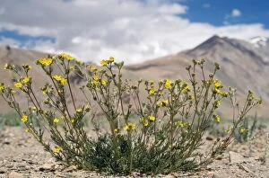 Images Dated 23rd November 2007: Potentilla Multifida Flowers - 15, 000 ft above sea level ChangThang Ladakh, India