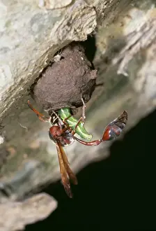 Nest Building Prints: Potter Wasp ASW 2610 Provisioning nest eumenide © Alan Weaving / ARDEA LONDON