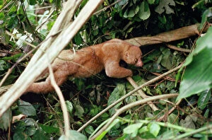 Potto - in rainforest