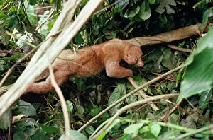 Potto - in rainforest Sierre Leone, Africa