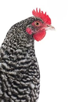 Caruncles Gallery: Poule de Herve / Herve Chicken Hen