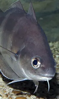 Barbel Prints: Pout/ Bib- UK and European coasts
