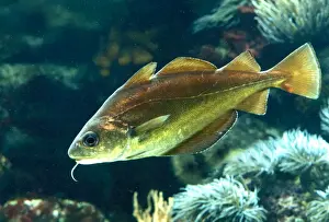 Lateral Lines Prints: Pouting / Bib Fish Underwater