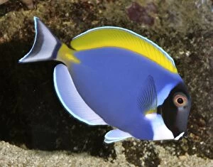 Fish Collection: Powder Blue Surgeonfish (=Powder Blue Tang), tropical reefs, Indian Ocean from Africa to Indonesia