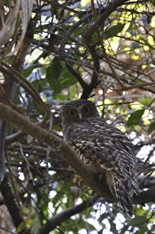Images Dated 7th August 2012: Powerful Owl
