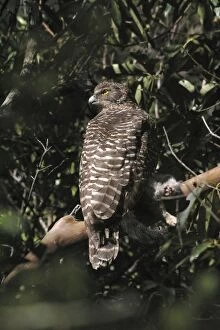 Images Dated 16th September 2003: Powerful Owl - Adult with prey