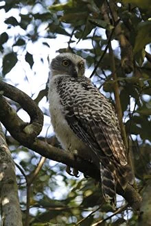 Images Dated 16th September 2003: Powerful Owl Juvenile Mt Coot-tha, Brisbane, Queensland, Australia