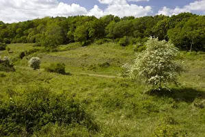 Railway Prints: Powerstock Common Nature Reserve - in May - along the old railway line - Dorset - UK