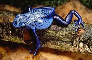 Ppg-1005 Blue & Black Poison Arrow / Dart Frog