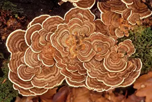 Fungus Prints: Fungi