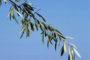 Ppg-1346 Olive Branch