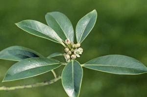 Images Dated 5th February 2007: Holly