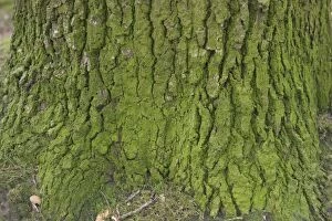 PPG-1453 OAK Tree - close-up of bark