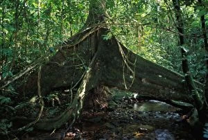 PPG-1624 Strangler Figs - huge trunk above a water course, French Guyana Forest