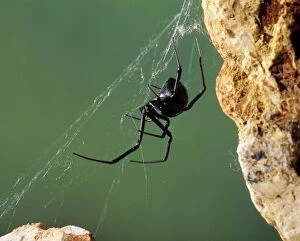 PPG-1743 Black Widow Spider