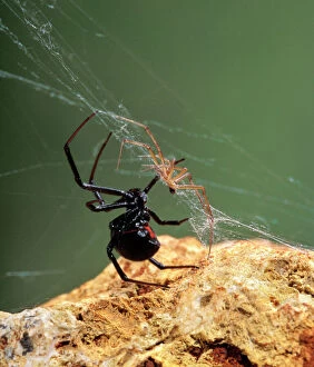 PPG-1744 Black Widow Spider - showing large black female and smaller brown male