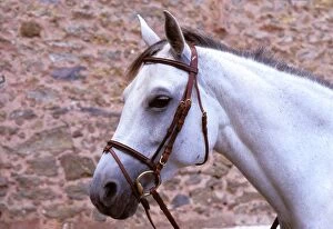 Bridles Gallery: PPG-1756