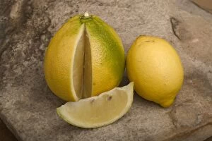 PPG-1788 Bergamote - and lemon (smaller)