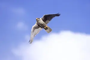 Prairie Falcon - in flight. Wyoming in July