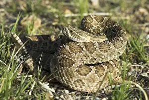 Rattles Prints: Prairie Rattlesnake Close up, coiled with rattle raised. Arizona USA