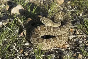 Rattles Prints: Prairie Rattlesnake. Coiled with rattle showing. Arizona, USA