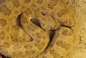Images Dated 25th June 2007: Prairie Rattlesnake - Colorado