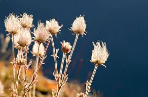 Prairie Smoke wildflowers with St Mary Lake