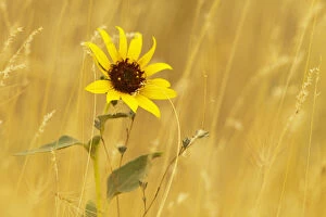Prairie sunflower at Palouse Falls State