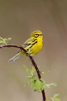 Images Dated 6th May 2006: Prairie Warbler