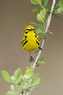 Prairie Warbler