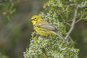 Prairie Warbler - Dendroica discolor - Male perched