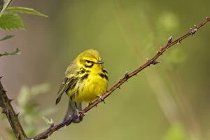 Images Dated 13th May 2013: Prairie Warbler - perched on thorn bush In breeding terriror