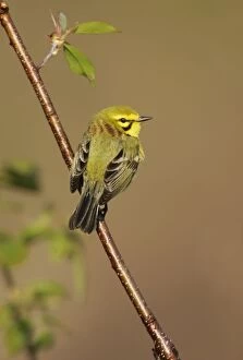 Images Dated 4th May 2005: Prairie Warbler - on territory Connecticut. USA