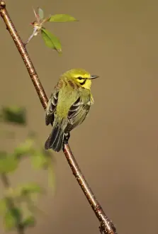 Dendroica Prints: Prairie Warbler - on territory Connecticut. USA