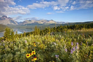 Prairie wildflowers and Lower Two Medicine