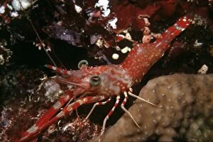 Images Dated 10th May 2006: Prawn - night, 26 meters. Reef drop off. Luci Para Islands, Banda Sea, Indonesia