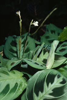 Images Dated 11th December 2007: Prayer Plant / Rabbit Tracks Tropical America. Fam: Marantaceae