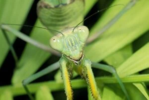 Images Dated 12th June 2013: Praying Mantis