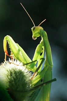 Images Dated 28th August 2004: Praying Mantis. Aubignan - Provence - PACA - France