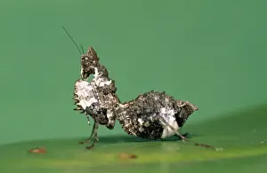 Mantis Prints: Praying Mantis - bird dropping mimic - East Cape South Africa