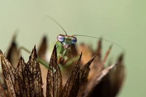 Praying mantis (Blue winged mantis) - head on close