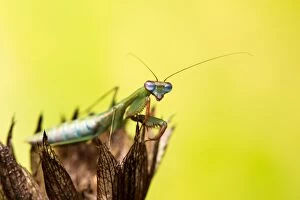 Praying mantis (Blue winged mantis) - Taken under
