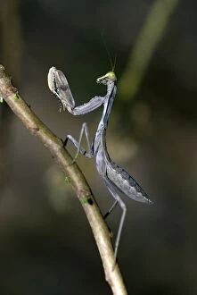 Images Dated 9th November 2008: Praying Mantis on branch