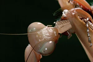 Praying Mantis - eating a cricket