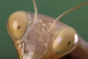Images Dated 1st May 2007: Praying Mantis - eyes Europe