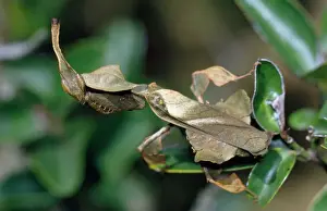 Praying Mantis - female