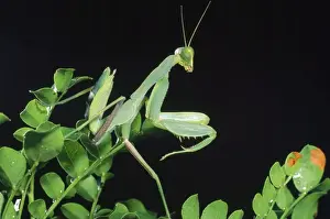 Praying Mantis Greater St Lucia Wetland Park, KwaZulu-Natal, South Africa