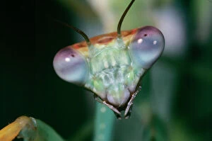 Anatomy Collection: Praying Mantis - head close-up Kenya, Africa