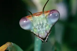 Eyes Prints: Praying Mantis - head close-up Kenya, Africa