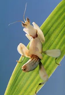 Praying Mantis - juvenile